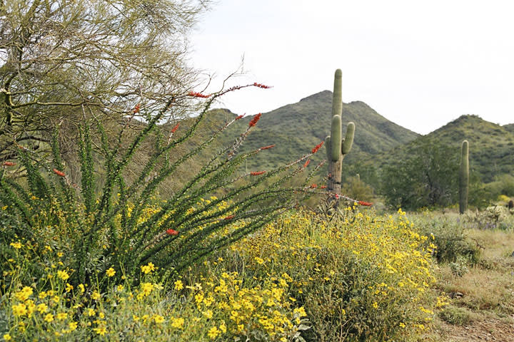 Cave Creek Regional Park - Cave Creek AZ, 85331 - Visit Phoenix