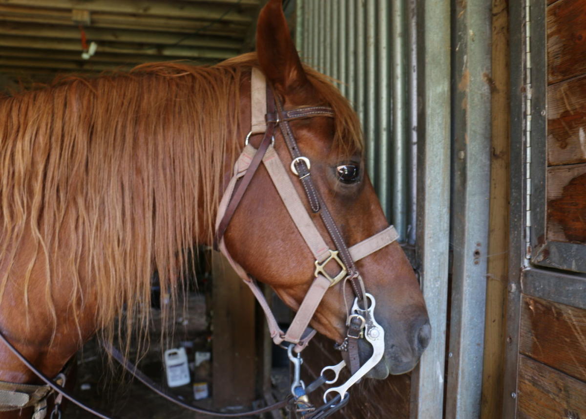 Daisy Field Farm White Haven, PA 18661