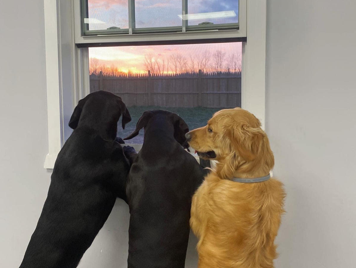 Paw Pack Doggy Daycare Lake Ariel, PA 18436