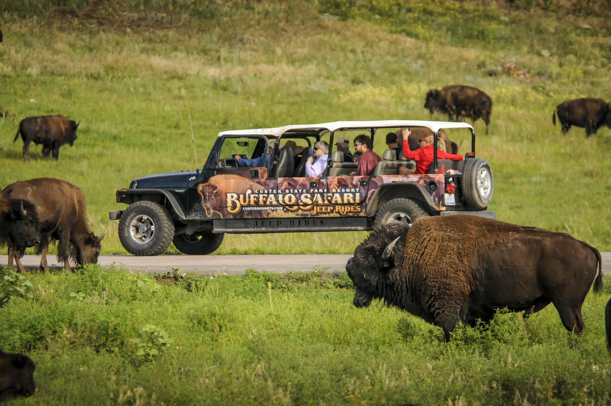 Custer Cars Ride Custer State Park - Buffalo Safari Jeep Rides