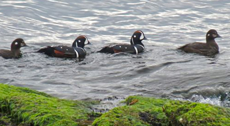 Sachuest Point National Wildlife Refuge — Things To Do in Middletown