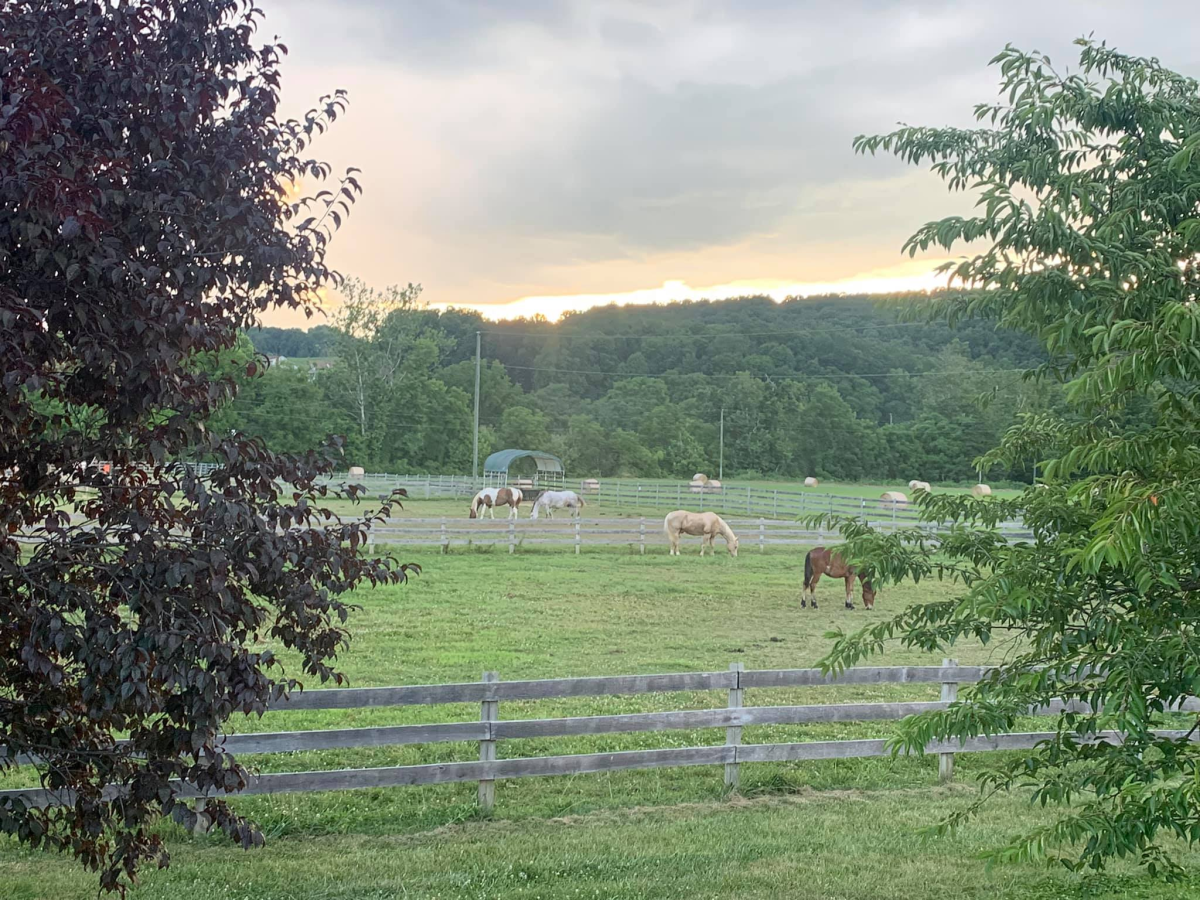 New Freedom Farm, Inc. Buchanan, VA 24066