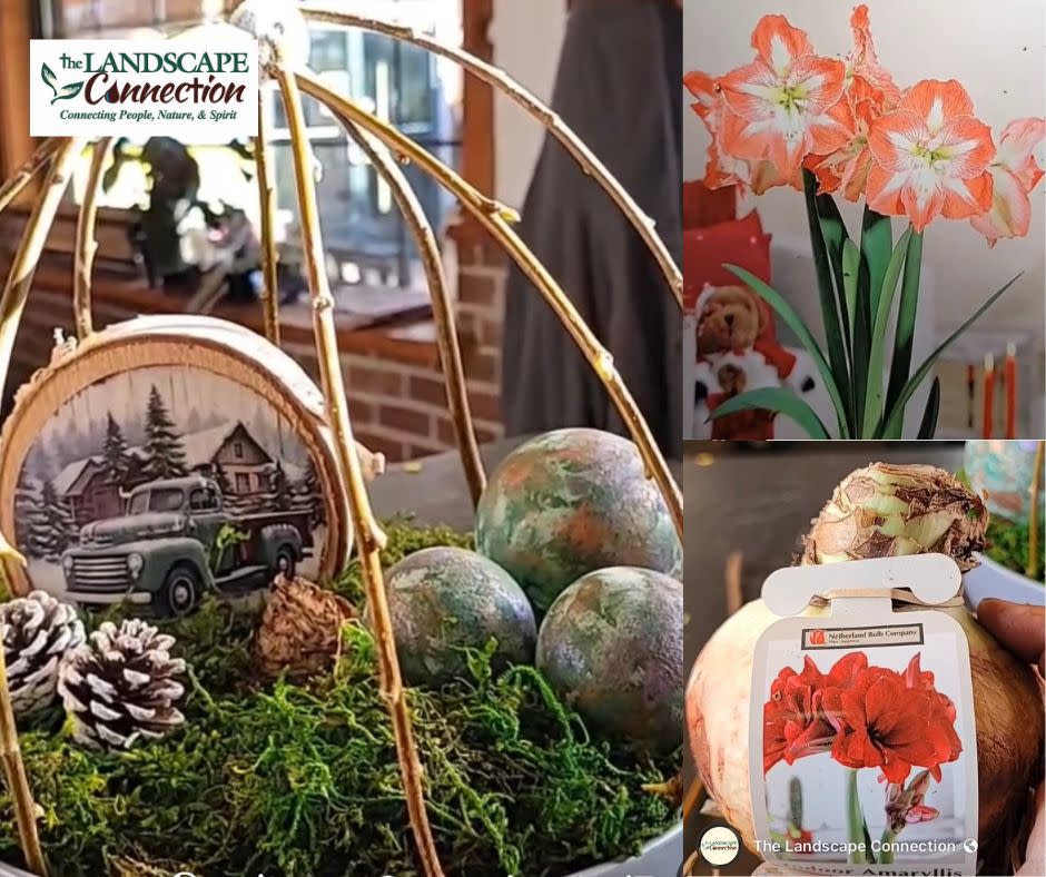 Blooming for the Holidays Amaryllis Pot