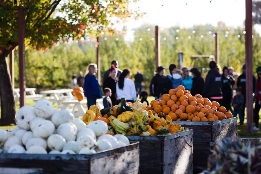 Dave's Pumpkin Patch West Sacramento, CA 95691