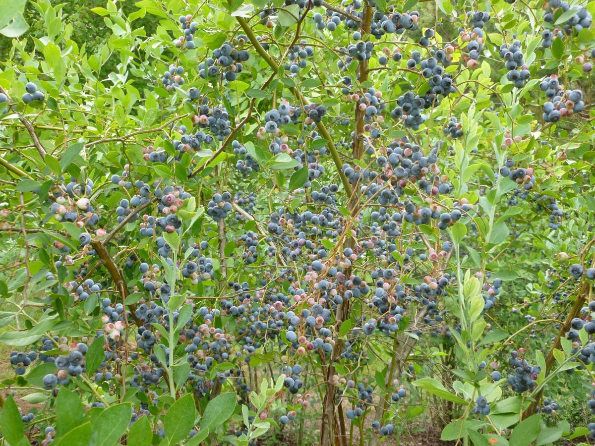 Campbell Blueberry Farm