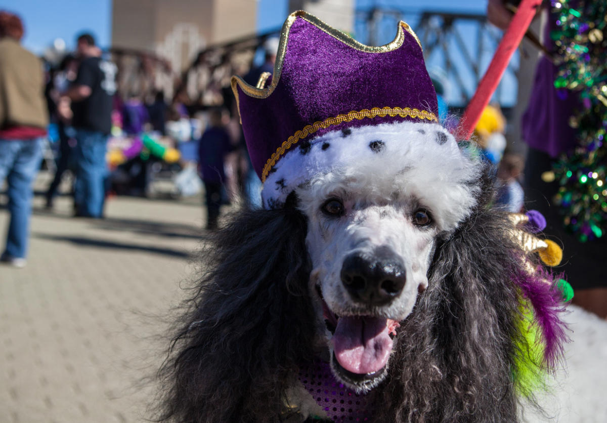 Krewe of Barkus and Meoux Mardi Paw Parade