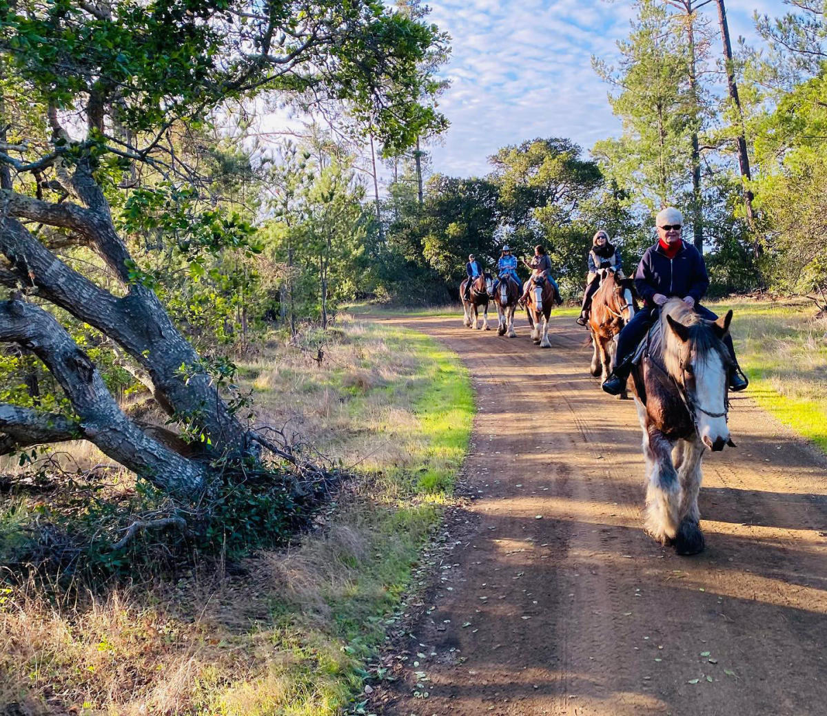 Covell Clydesdale Ranch | Visit SLO CAL