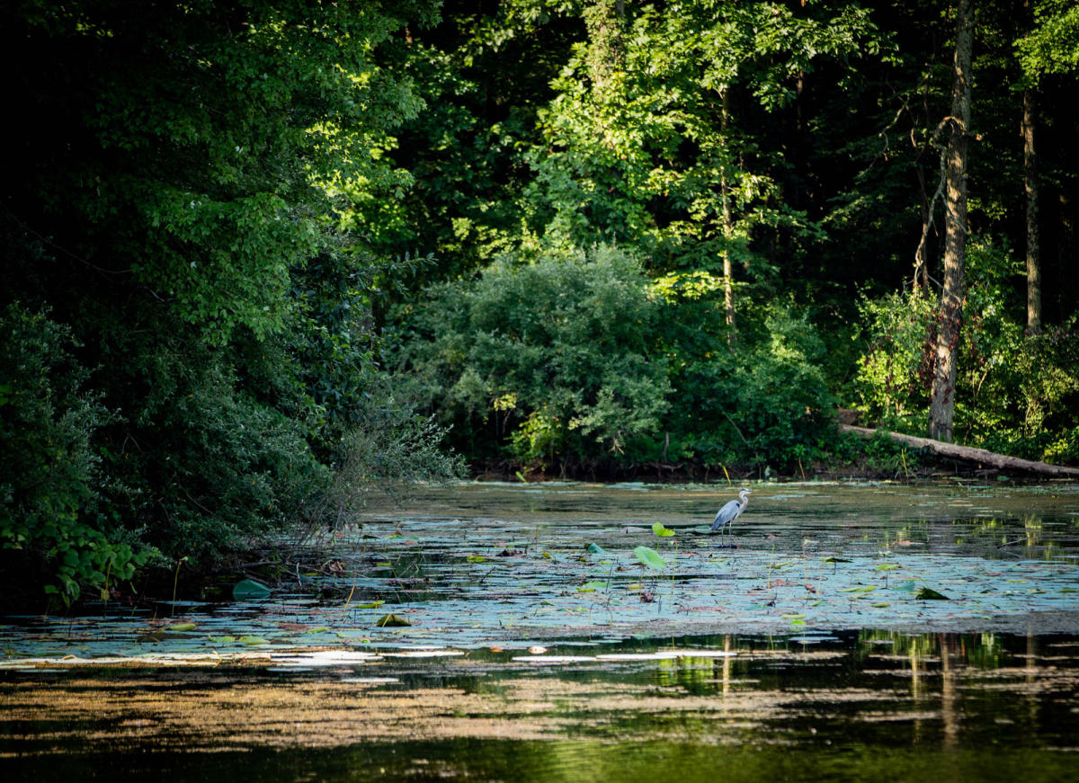 West Boggs Park & Lake