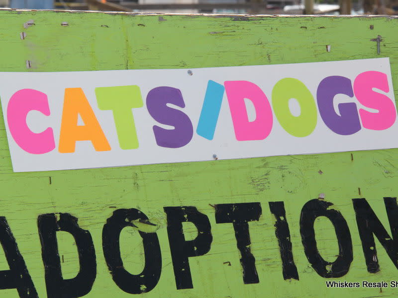 Whiskers 'N Things South Padre Island, TX