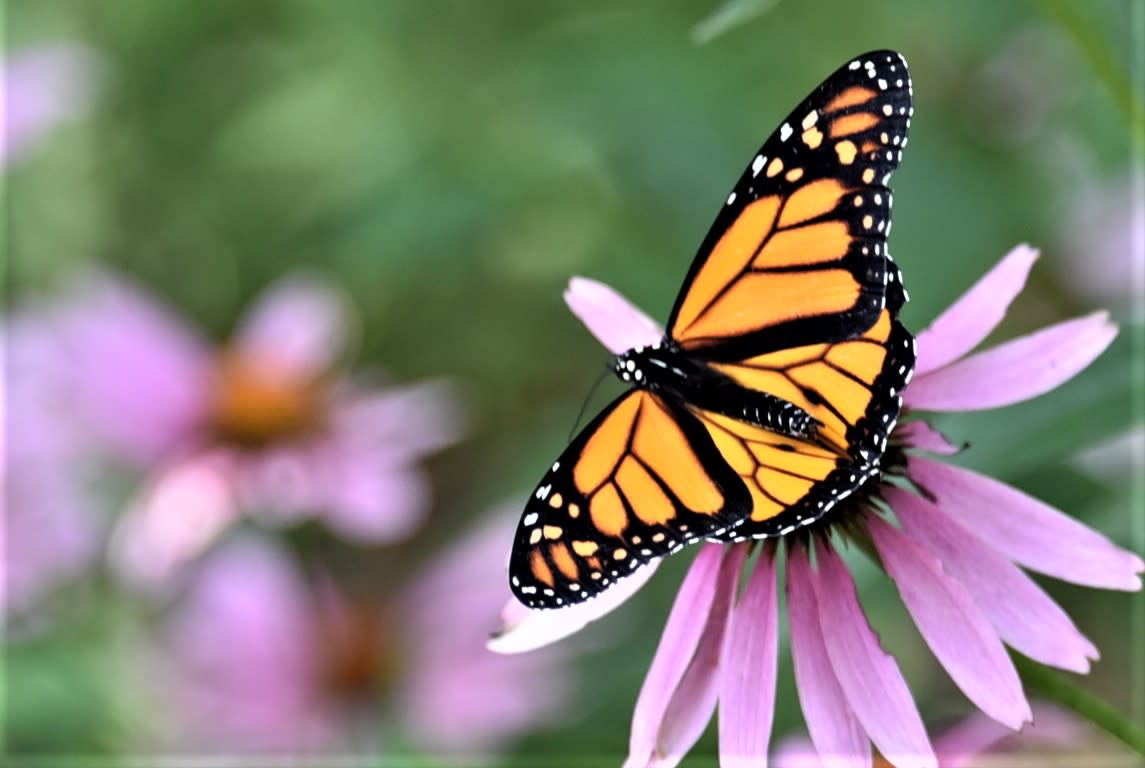 Butterfly Bonanza