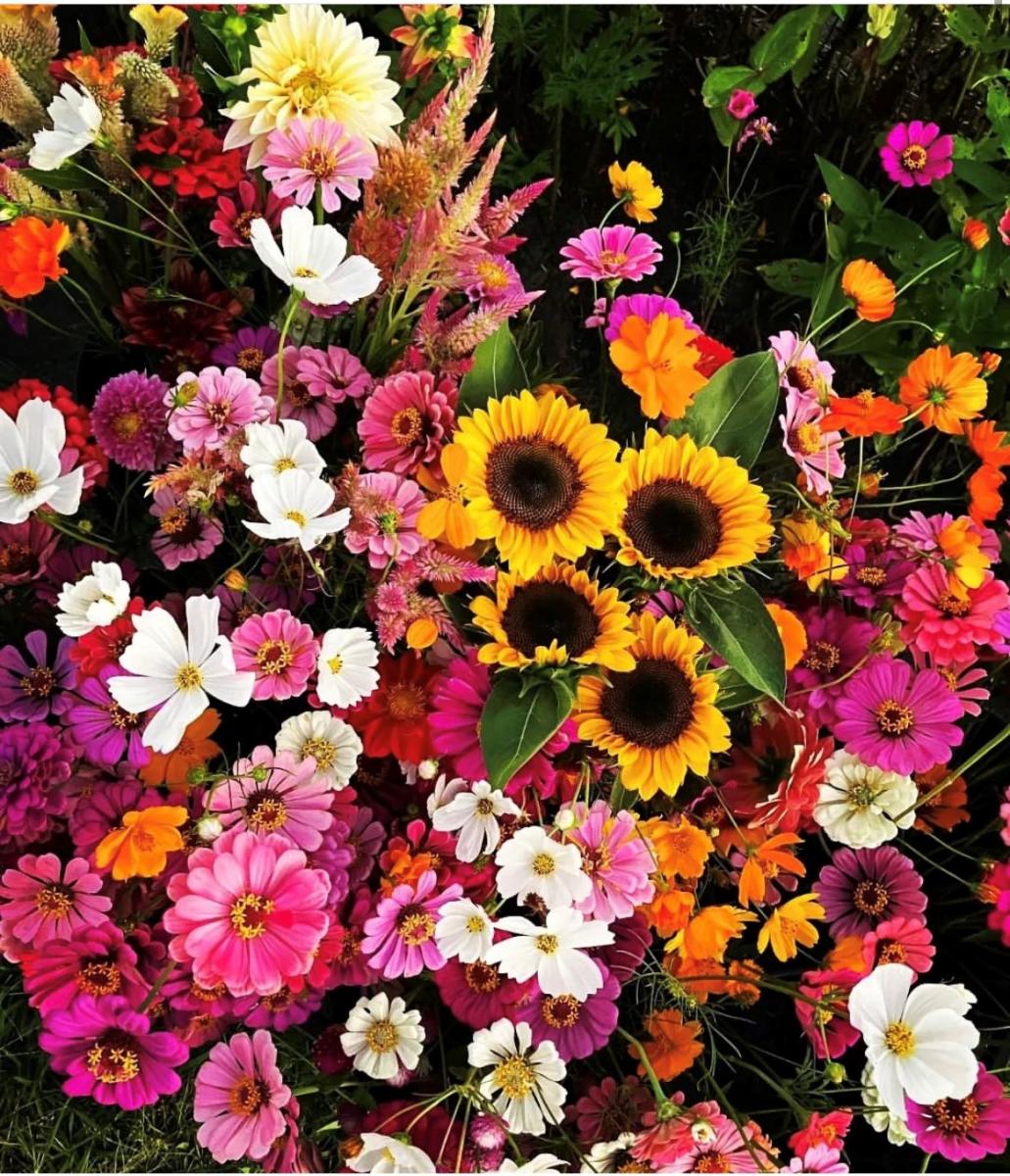 St. Rose Flower Farm