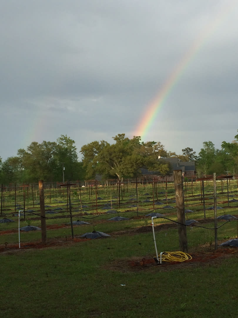 LA Serendipity Vineyards Bush LA 70431