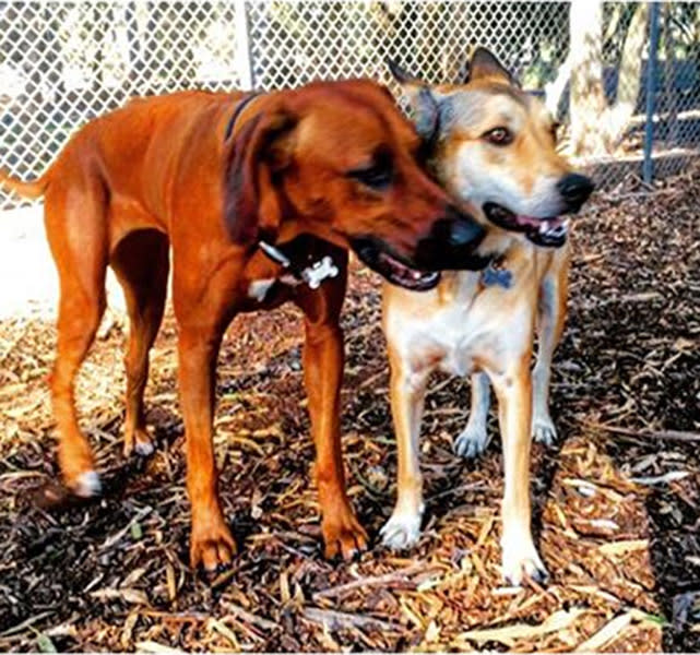 Best Friend Dog Park