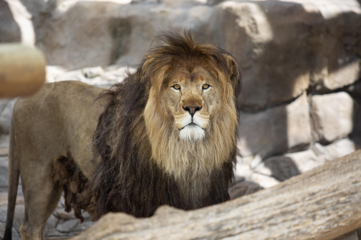 Lake Tobias Wildlife Park: Why This Central PA Safari Actually Lives Up to the Hype