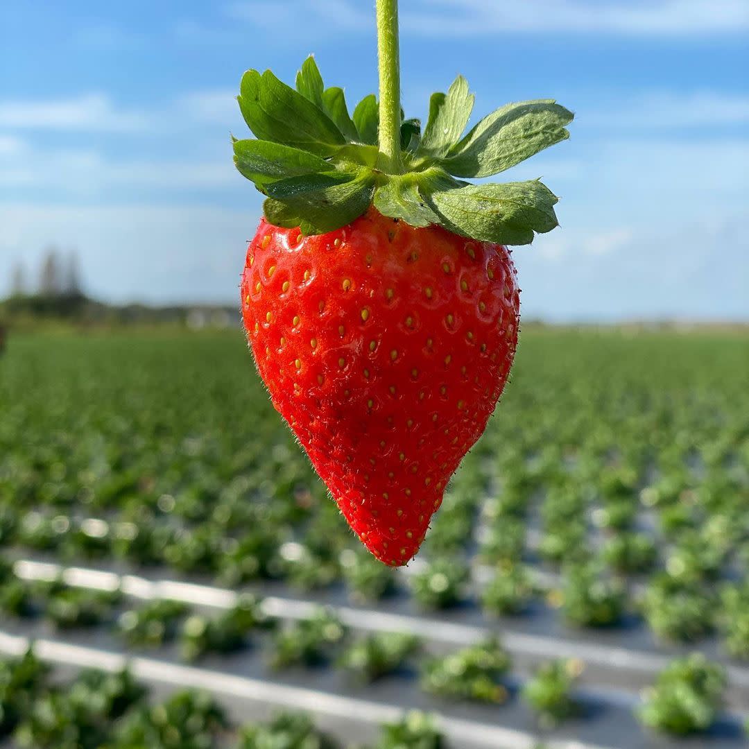 Wish Raspberries Wish Farms