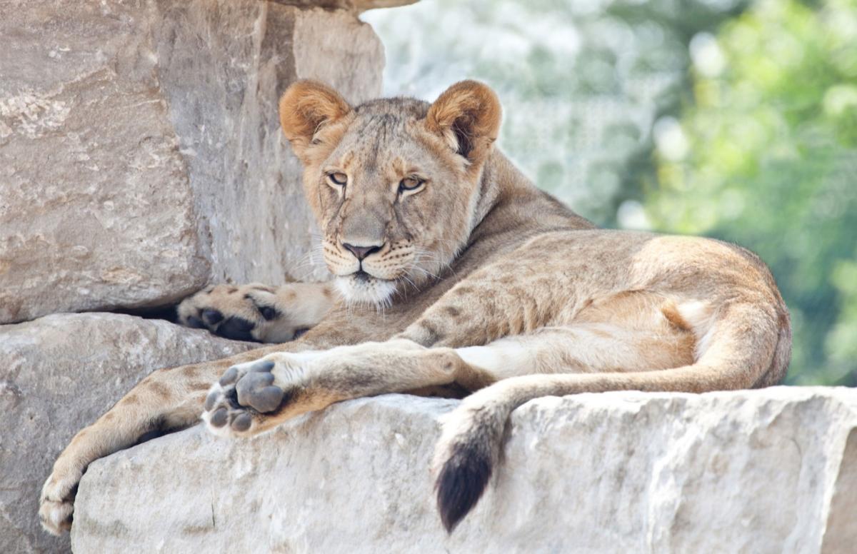 lion safari cambridge discount
