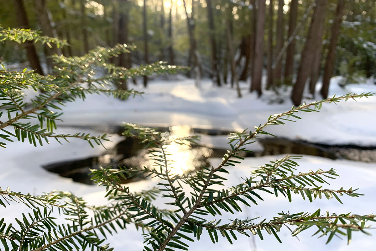 Maple Sugaring | Williamsburg, MI 49690