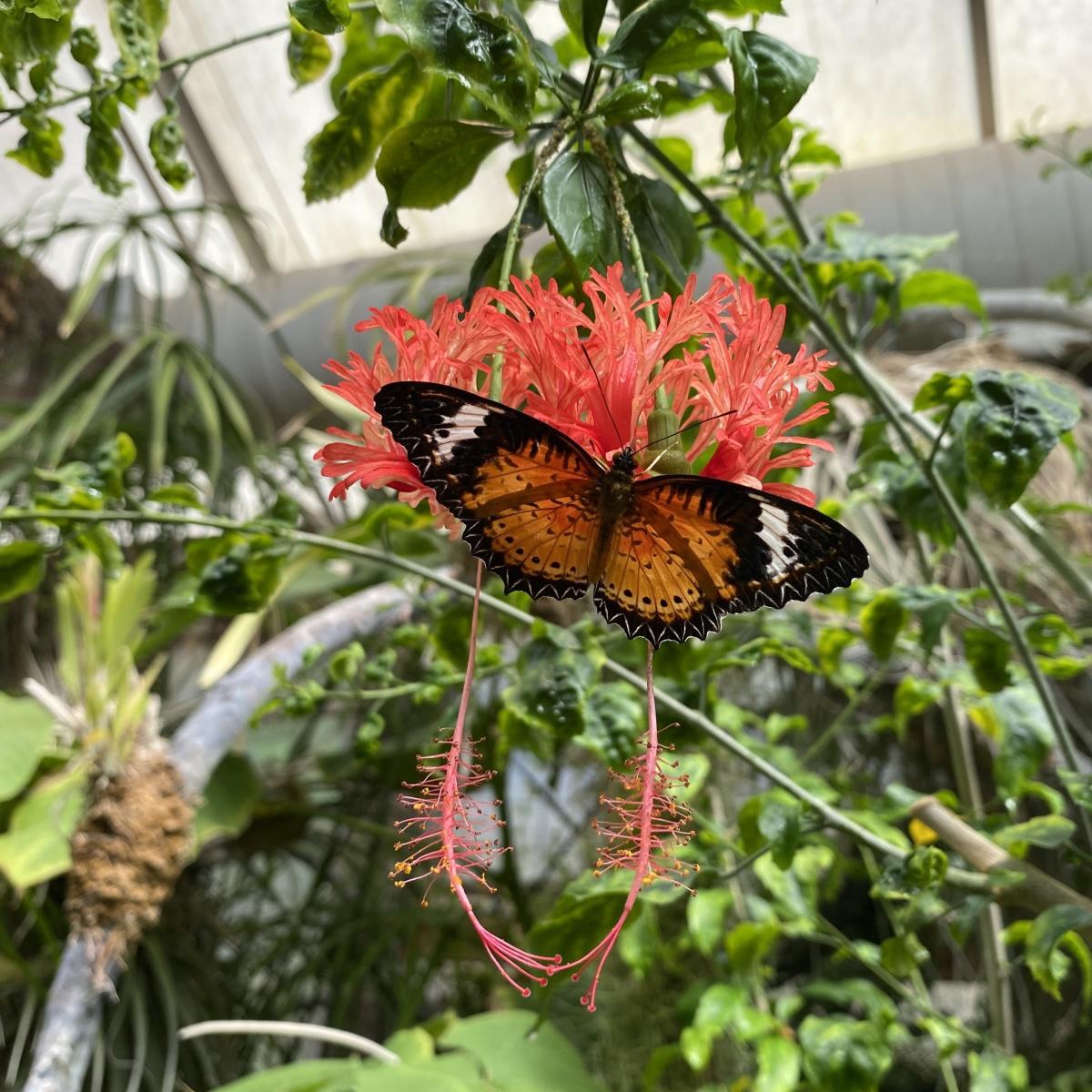 butterfly-magic-tucson-az-85712
