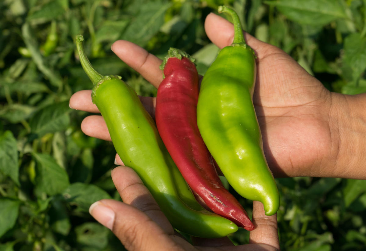 goyita-s-oro-valley-az-85737