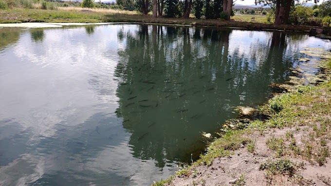 Angling Spring Farm Spring Lake Trout farm