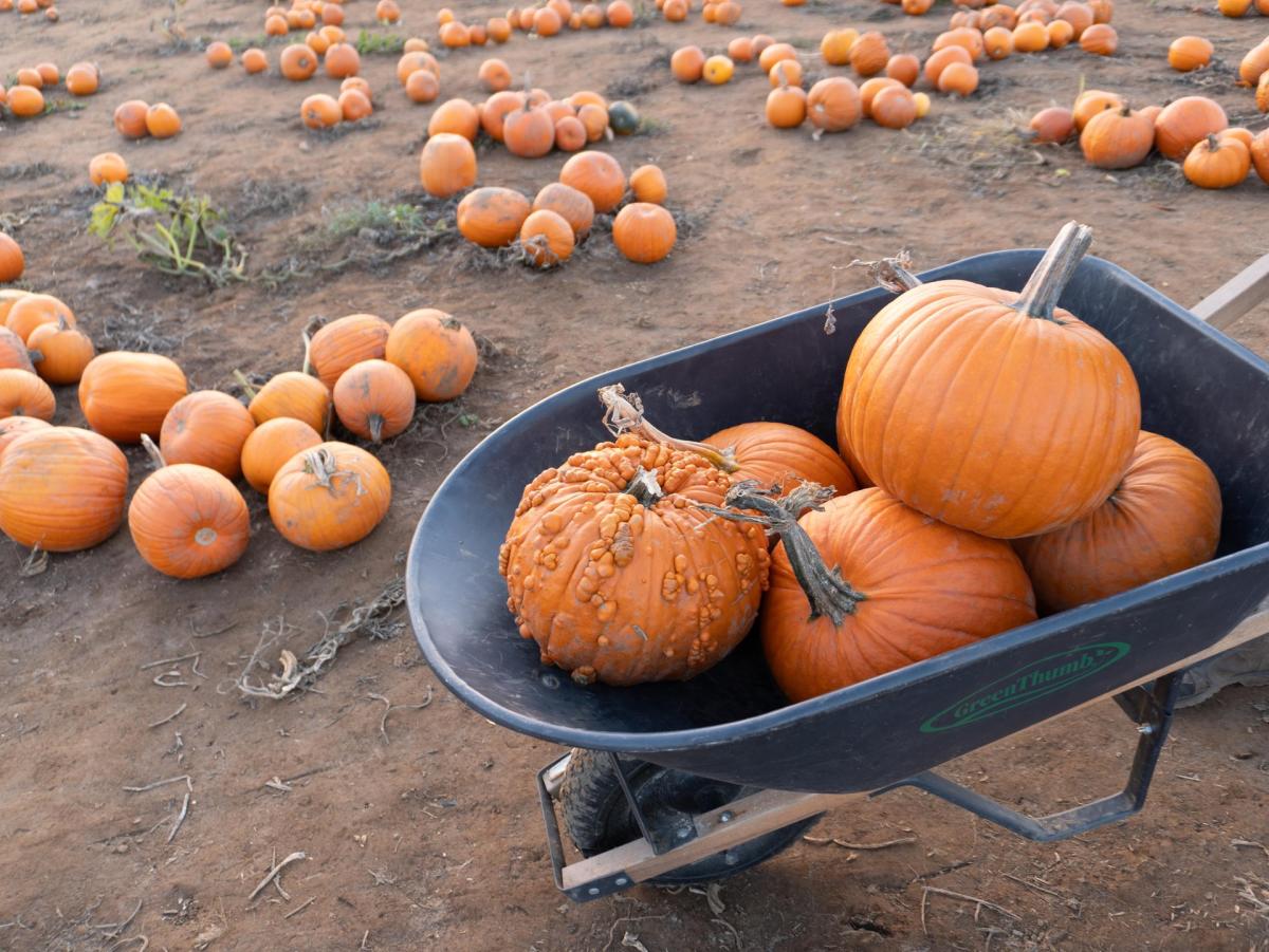 Bi-Zi Farms Pumpkin Patch — Vancouver, WA