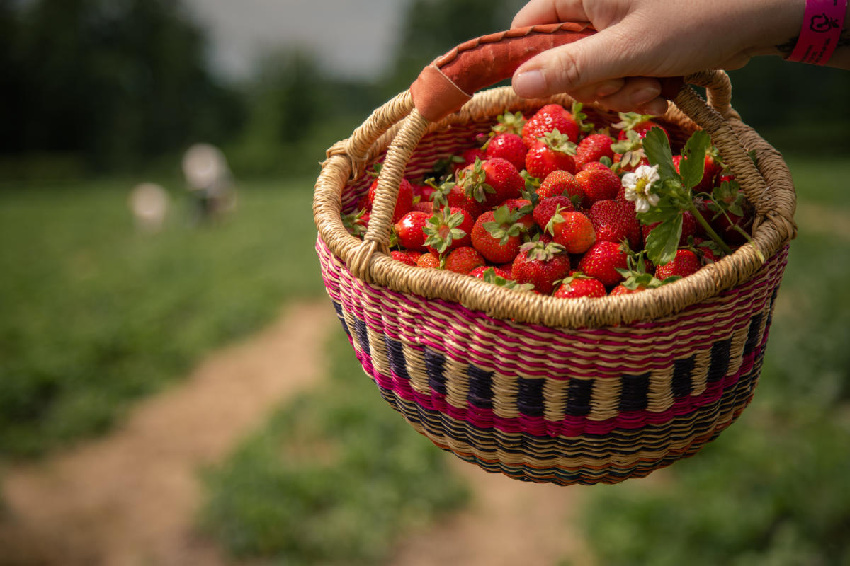 Strawberry Jubilee Fest