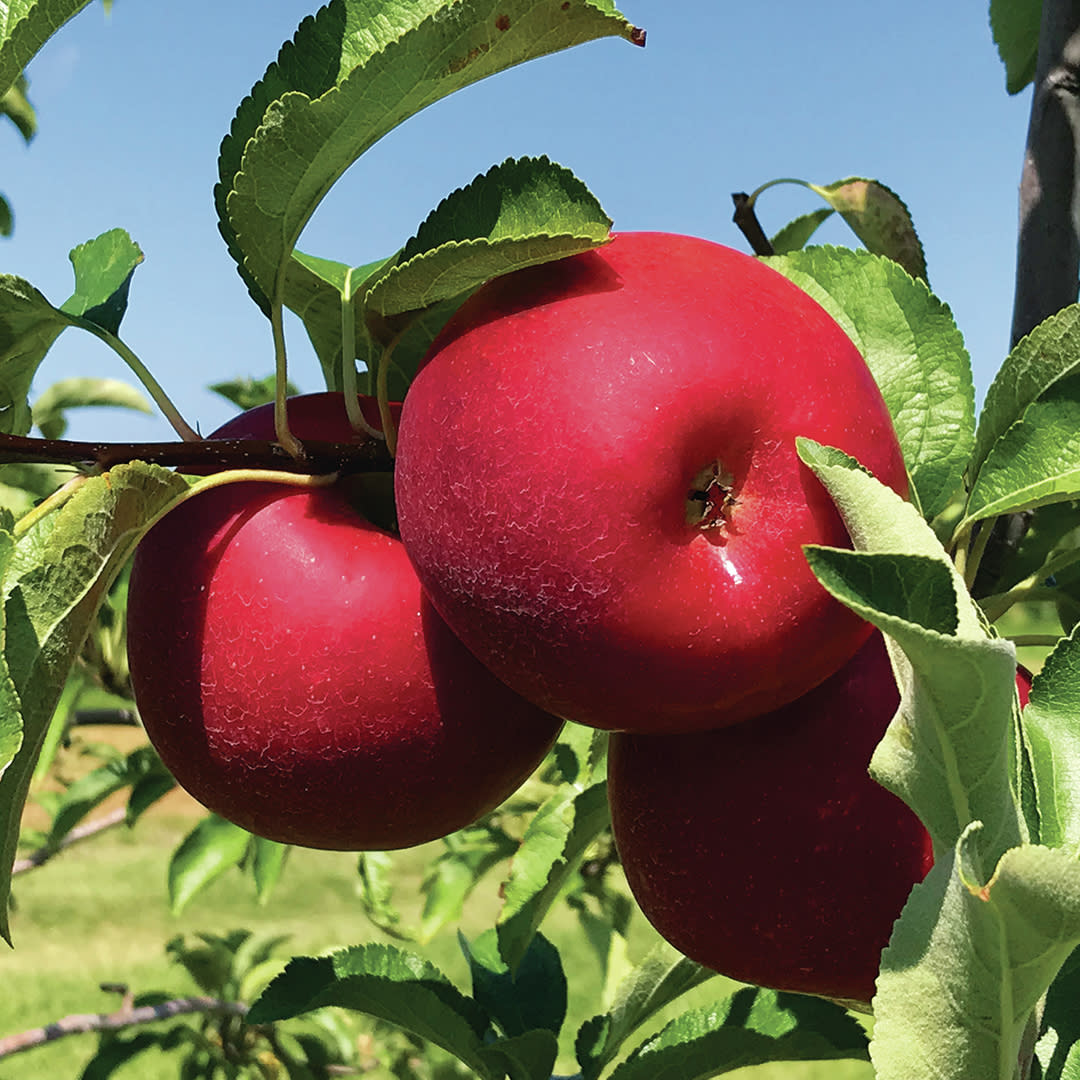 Cullipher Farm Market