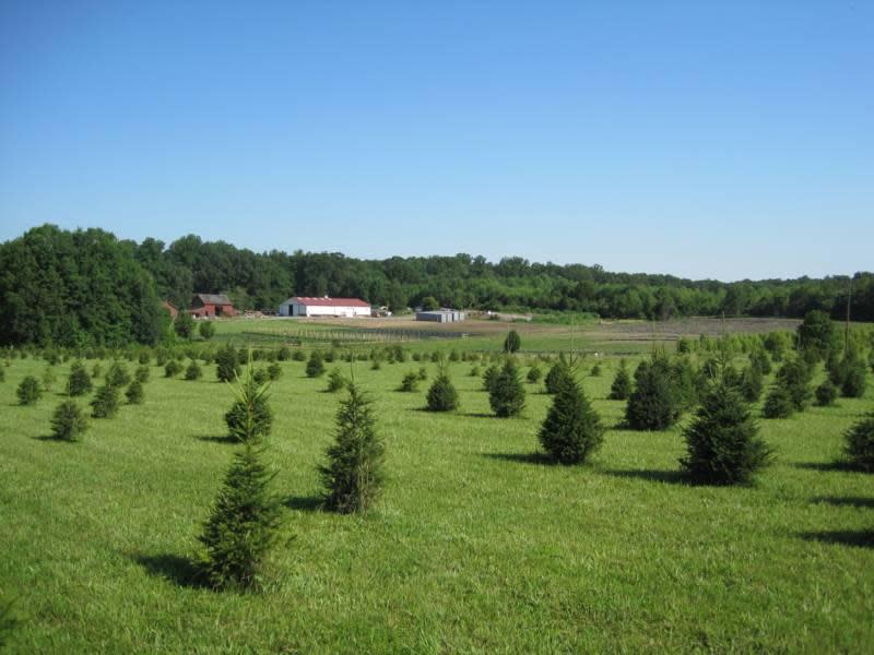 Country Loving Christmas Tree Farm Leesburg