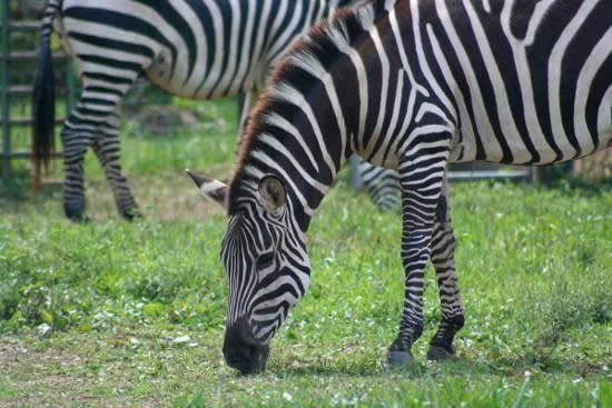 Leesburg Animal Park
