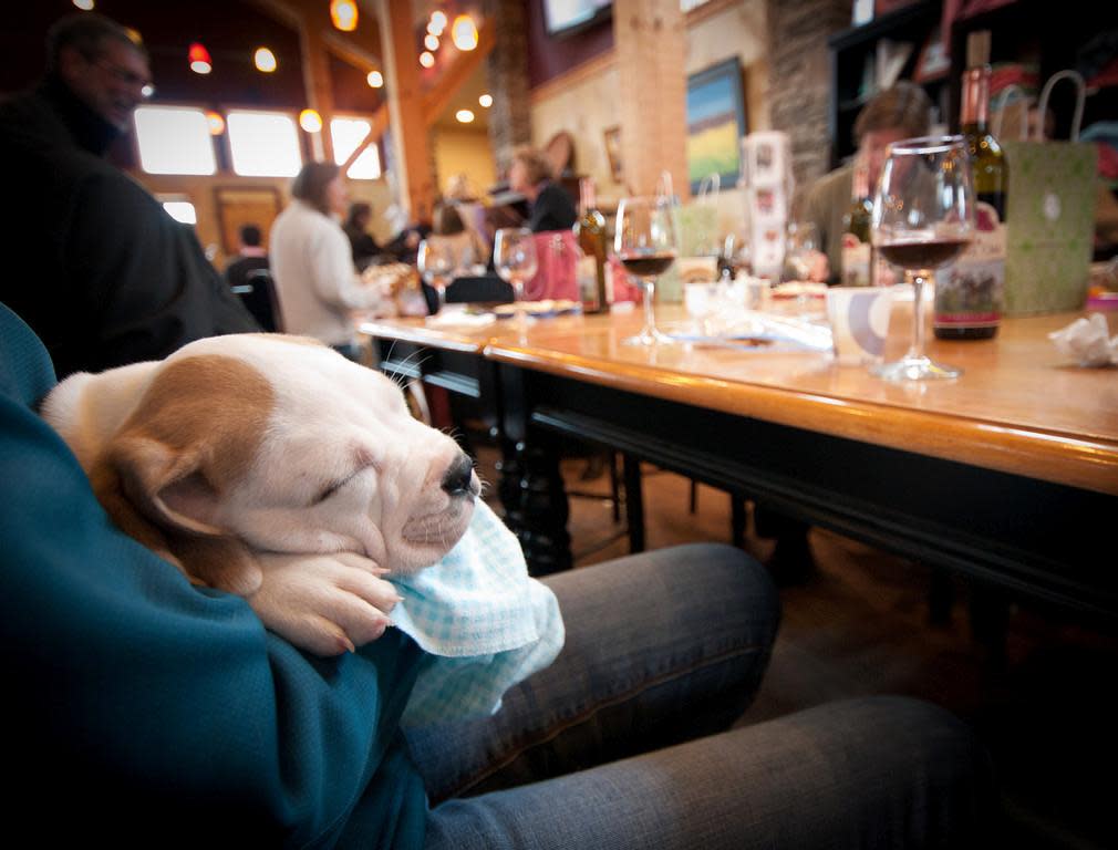 Fauquier County Barrels and Brews