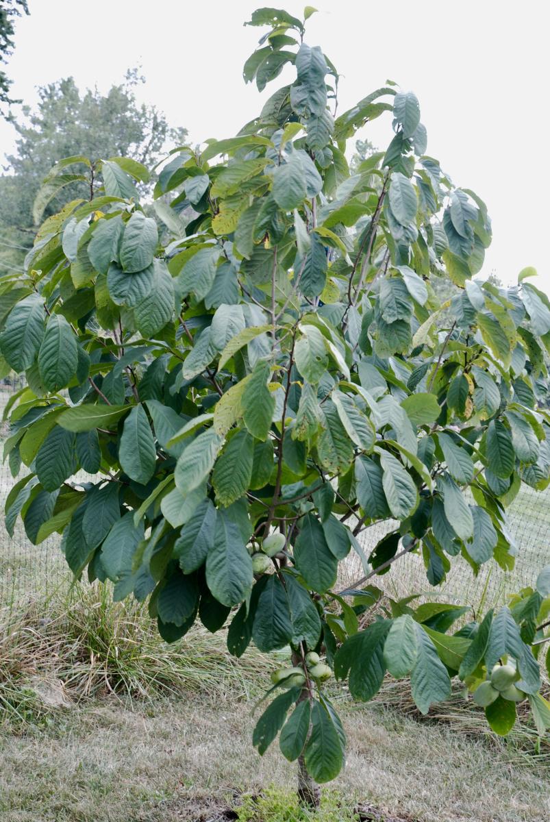 Annual Paw Paw Festival