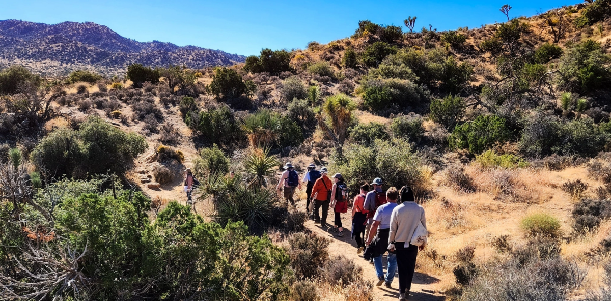 Shrubs, Trees, and Fall Flora of the Mojave Desert