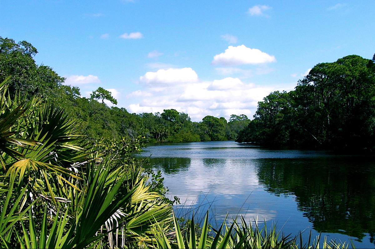 Oscar Scherer State Park in Osprey | VISIT FLORIDA