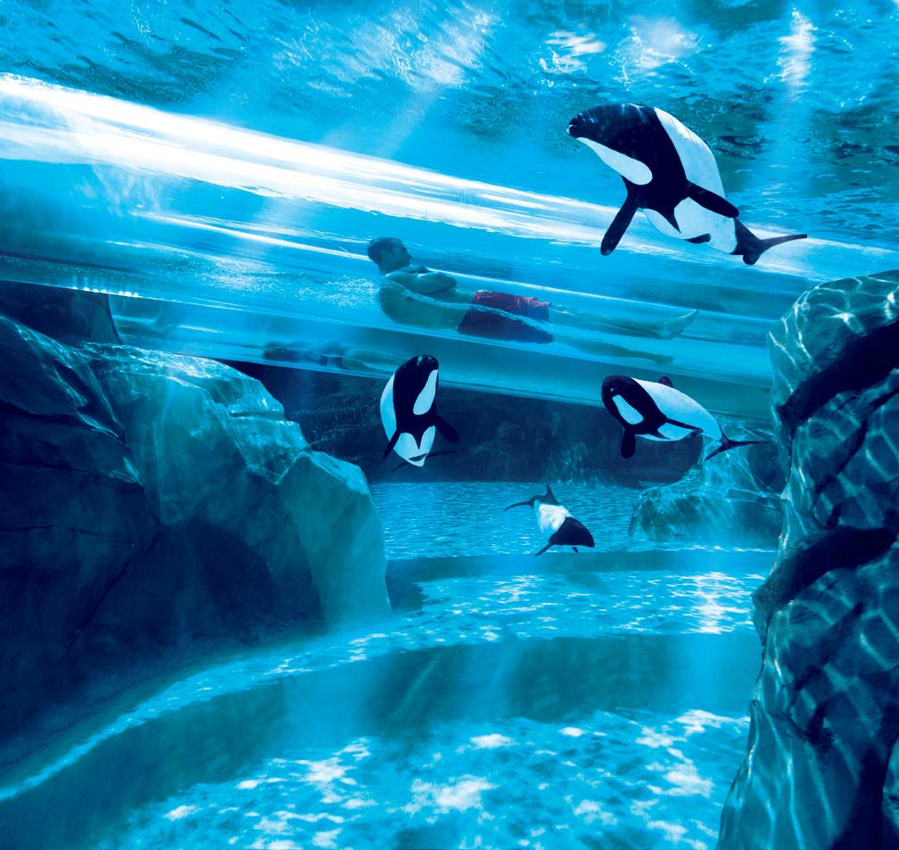 Aquatica, SeaWorld's Waterpark in Orlando | VISIT FLORIDA, image size:1008x953