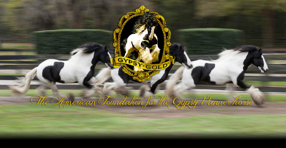 Gypsy Gold Gypsy Vanner Horses in Ocala VISIT FLORIDA