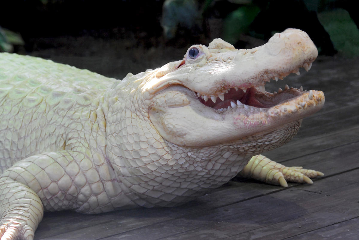 Gatorland 'The Alligator Capital of the World' in Orlando | VISIT