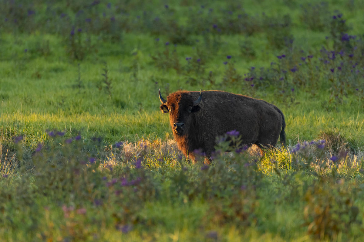 Bison Encounter