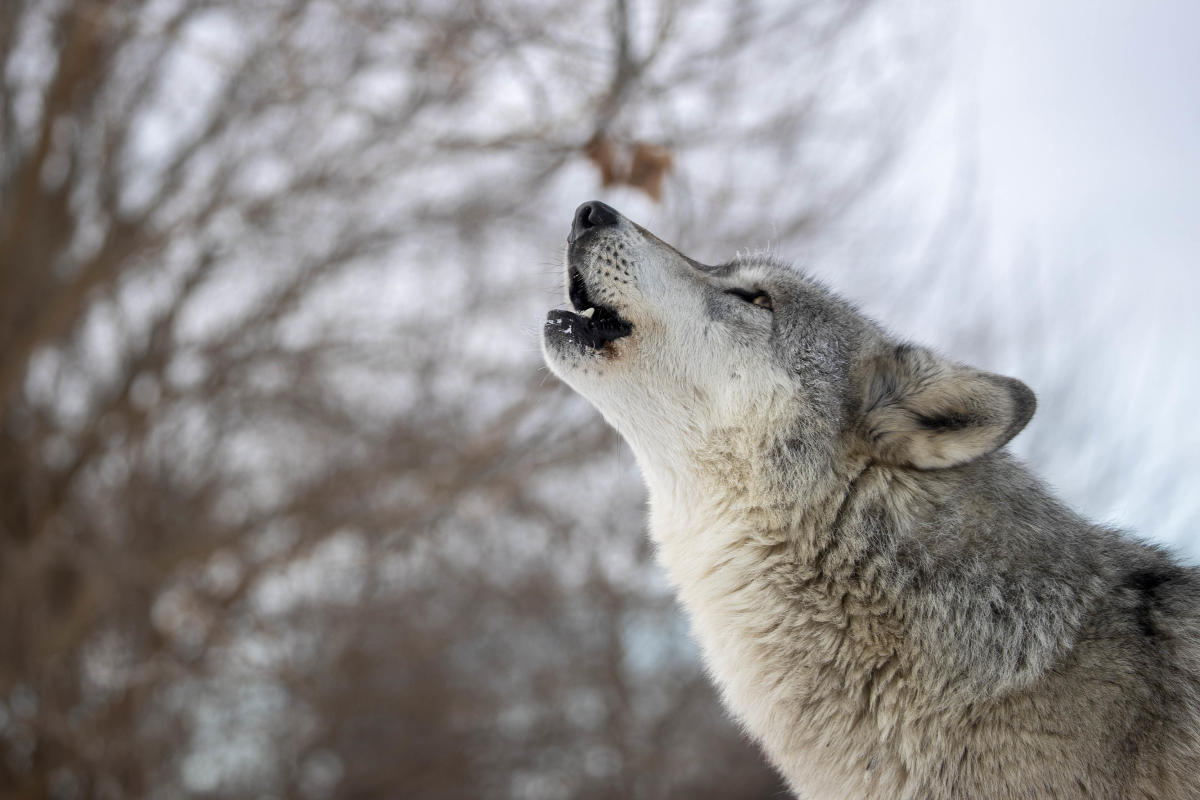 Wolf Park #39 s History