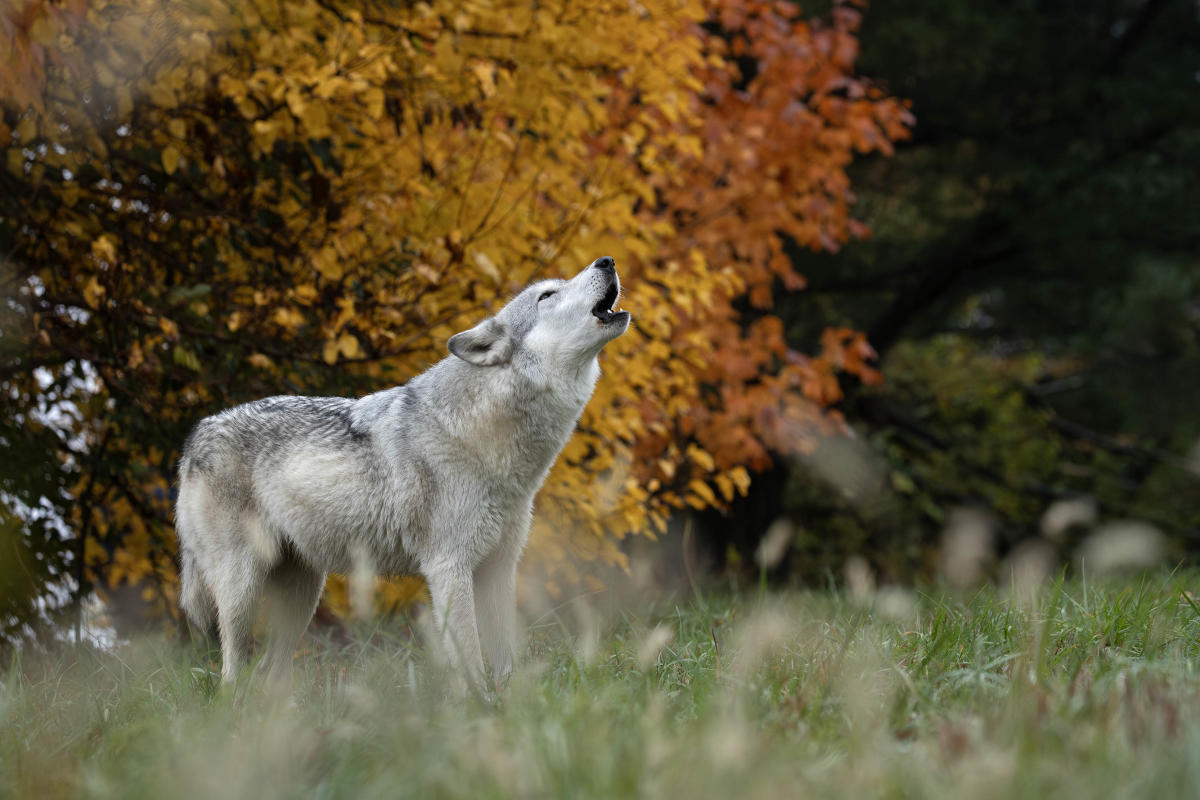 Howl Night