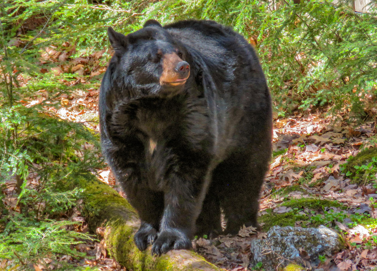 Squam Lakes Natural Science Center Holderness, NH