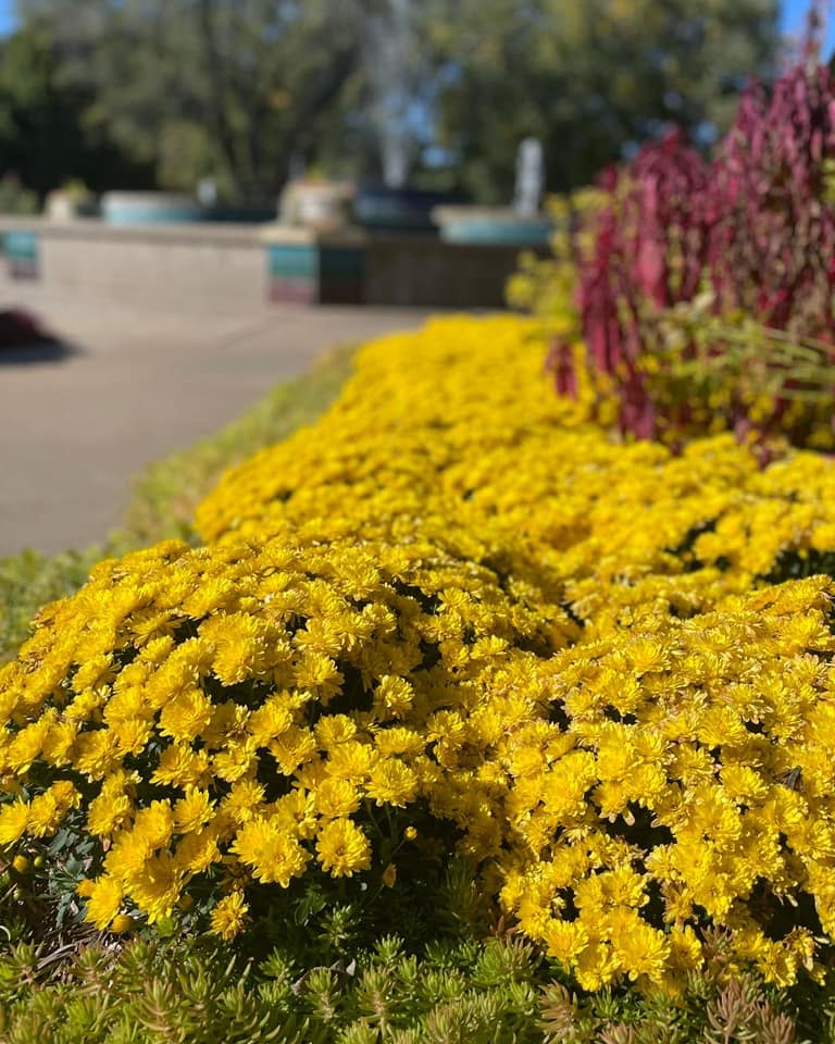 botanicalさま 20231130 桐 裏白シダ 白菊 Paulownia White- backed leaf fern