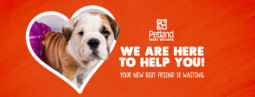 Pet petland top