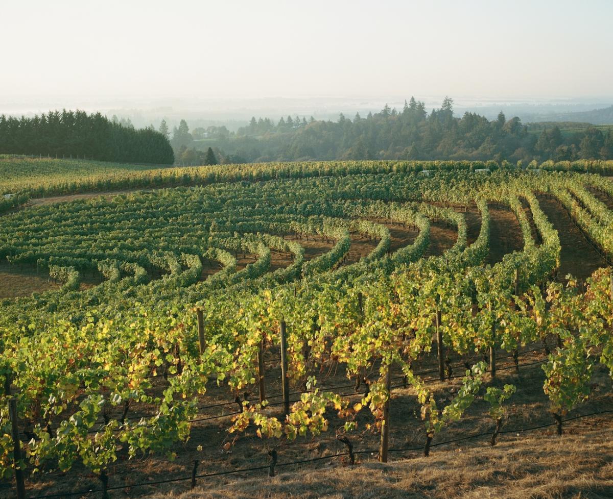 Dundee Hills Winegrowers Association in Carlton, Oregon
