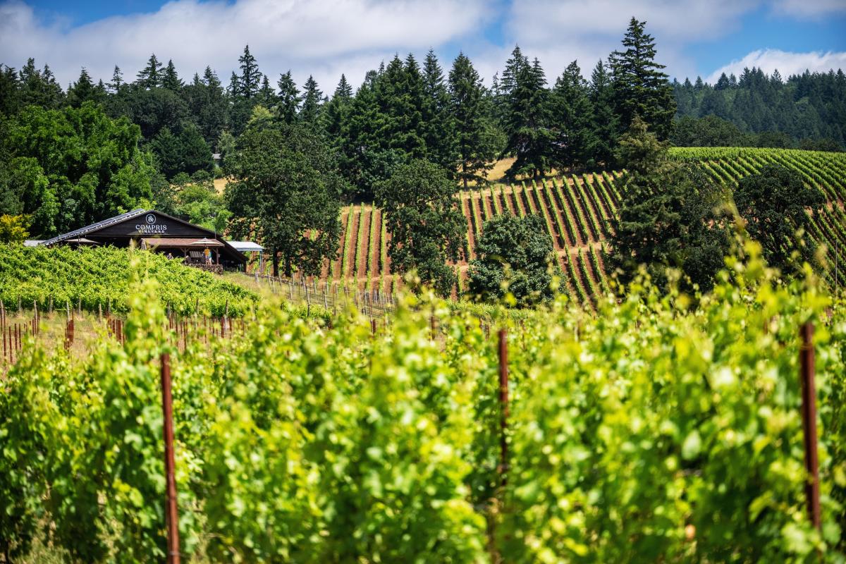 Compris Vineyard in Carlton, Oregon