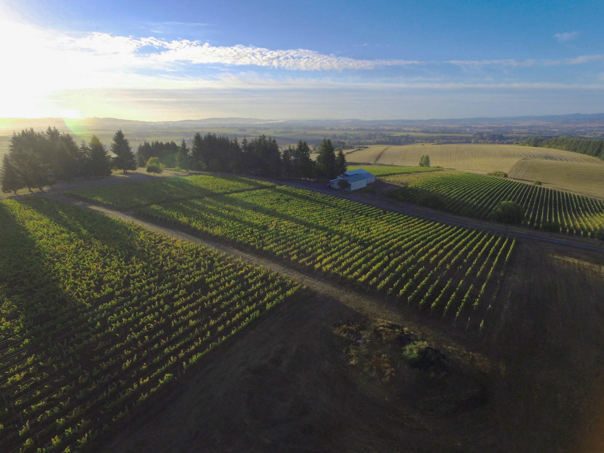 Coleman Vineyard in Carlton, Oregon