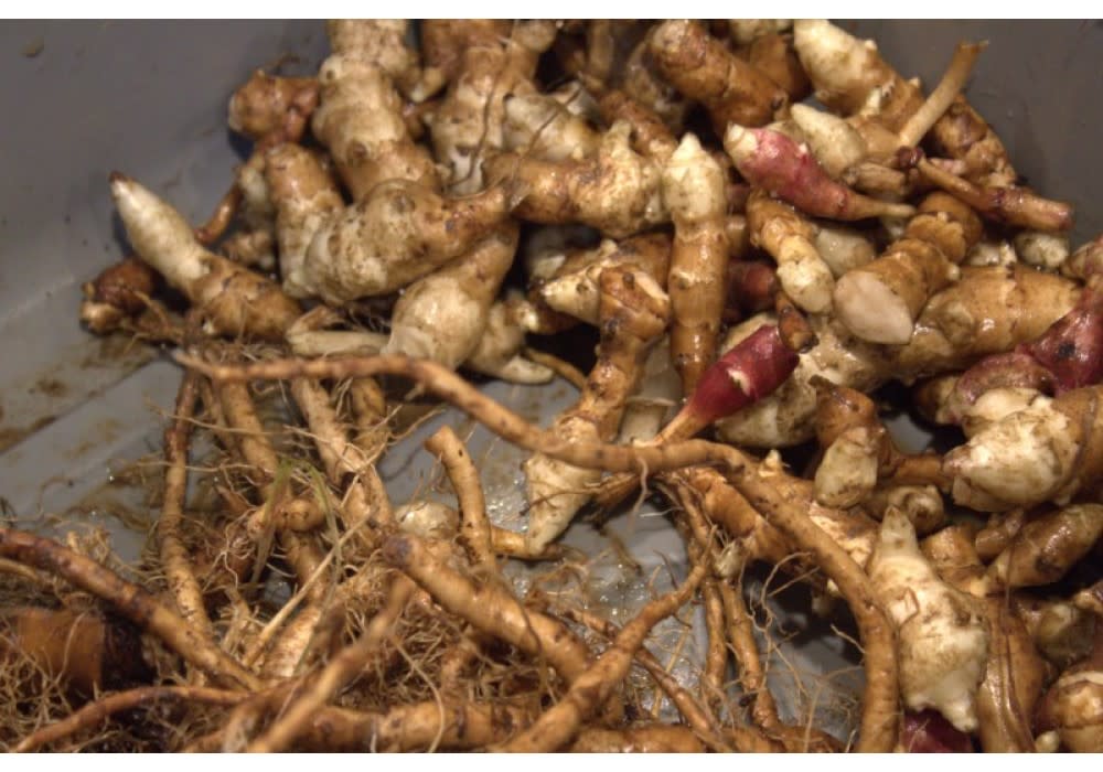 Foraging Roots Foraging for Roots