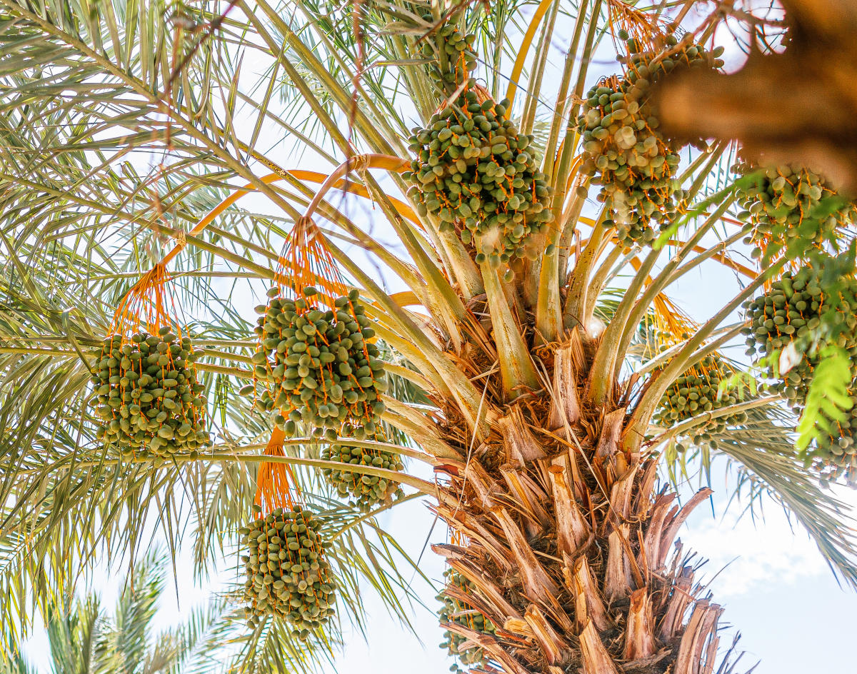 Bard Valley Date Growers Association