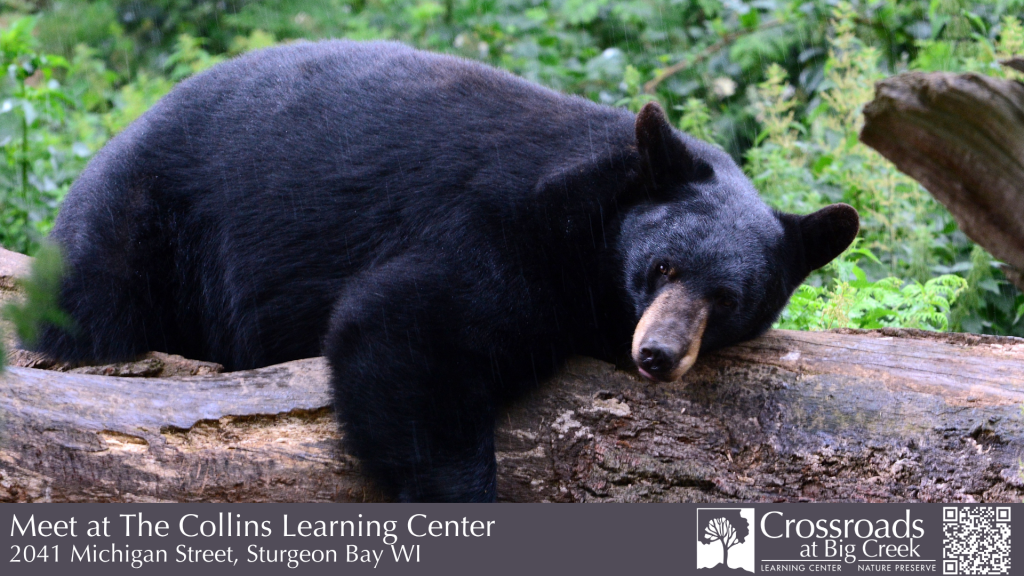 Lessons from the Black Bear