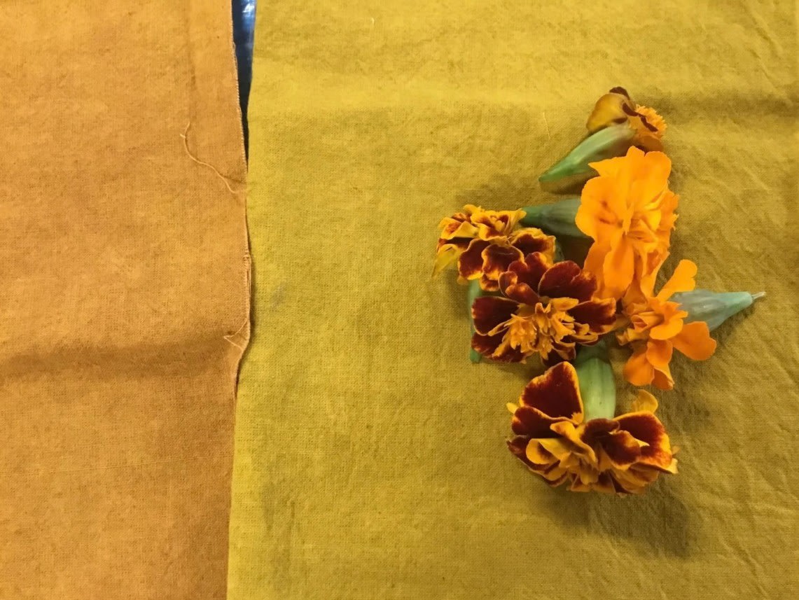 Natural Dyes: Marigold and Indigo