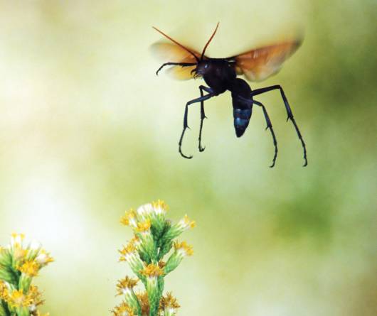The Tarantula Hawk Wasp New Mexico S State Insect Is A Formidable Foe
